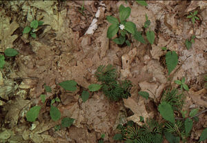 Star flower (Trientalis borealis) in bloom west of the Beinecke Stand.