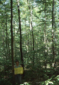 Birch Strips - White Birch Regeneration Study - White Birch Study Area. Strip Treatment Plot 1.5B. Portrait orientation.
