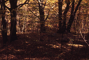 Near cellar hole house site on Upper Loop Trail.