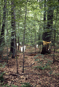 Stemflow collar and leaf litter collectors in International Biological Programme (IBP) Plot - U.S. Forest Service Farm Forestry Unit A South.