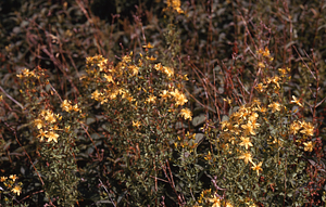 Common St. John'swort next to the Taconic Crest Trail