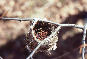 Red-eyed vireo's nest filled with seeds.