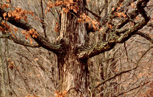 Oak tree in the fall