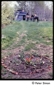 Flowerbed with man on horseback in background, Tree Frog Farm commune