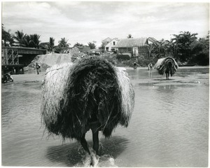 Men carrying thatch through the water