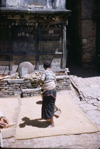 Woman spreads grain to dry