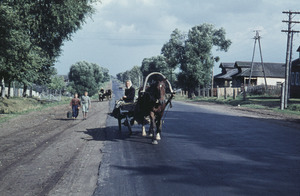 Woman in horse drawn cart