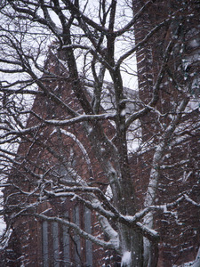 Facade of First Churches of Northampton (Mass.) and snow-covered tree