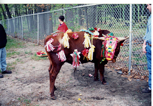 Decorating the Holy Ghost cow (1)