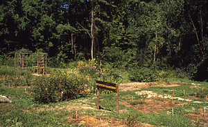 Buxton Garden restoration.