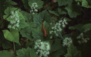 Red eft stage of Eastern spotted newt on foam flower.