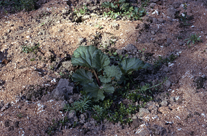 Rhubarb (Rheum rhabarbarum) in the Buxton Garden.
