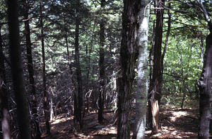 Eastern hemlock (Tsuga canadensis) grove in Moon Hollow on ridge in permanent plot 0307.
