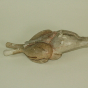 Auzoux model of viper brain, 19th century