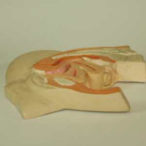 Replica of Dickinson-Belskie model of uterus fifteen days after birth, 1945-2007