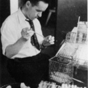 Maxwell Finland, at work in the Thorndike Memorial Laboratory