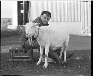 John Carson, former Lord Mayor of Belfast, UUP politician, shots of him milking his goat in his Co. Down home