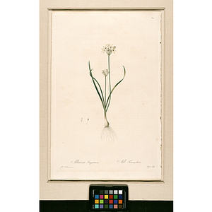Allium Triquetrum