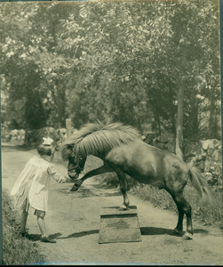 Girl shaking hands with a pony, undated