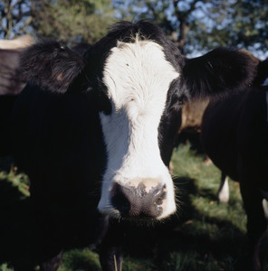 Cow's face, Watson Farm, Jamestown, R.I.