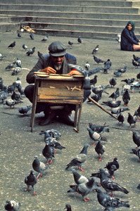 Man selling corn to feed the pigeons