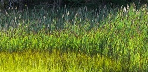 Marsh grasses in flower, Wellfleet Bay Wildlife Sanctuary