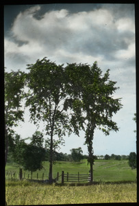 Sunderland (field with fence and elms)