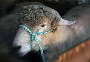 Franklin County Fair: Sheep in a judging pen with a halter