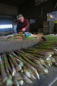 Hibbard Farm: Wallace Hibbard at a round table, sorting and bunching asparagus