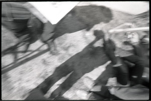 May Day concert at West Potomac Park: accidental shot of photographer's shadow