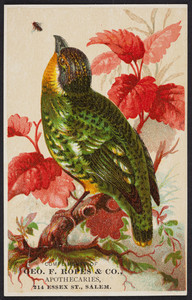 Trade card for Geo. F. Ropes & Co., apothecaries, 214 Essex Street, Salem, Mass., undated