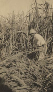 Worker cutting sugar cane at Soledad, Cuba