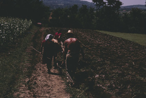 Following cattle plowing Orašac