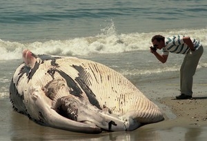 Dead whale washes up on East Matunuck Beach