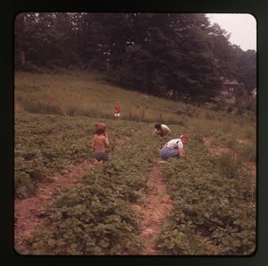 Harvesting (with kids), Montague Farm Commune