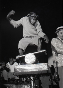 Chimpanzee vaudeville act opening for the Grateful Dead at Sargent Gym, Boston University: chimpanzee on a balance board