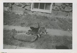 Cat and kittens outside home