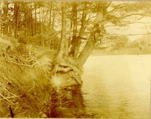 Students in tree along Lake Massasoit (1898)