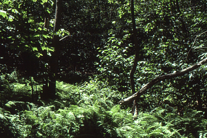 Hayscented Fern Study. 10. Permanent plot near Taconic Range ridge.