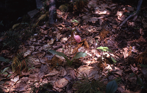 Pink Lady-slipper on hillslope of the Taconics.