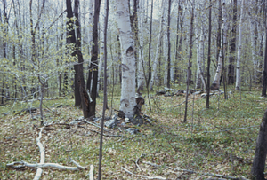 Danforth Mountain Land Farm, barn foundation north of Birch Brook Trail.