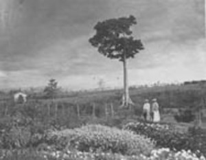 Edwin F. Atkins and Katharine W. Atkins on the grounds of the Soledad estate, Cuba