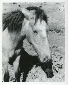 Close-up of pony