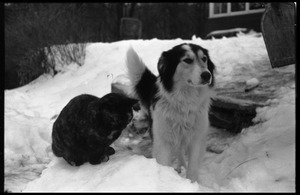Tortoise shell cat and dog in heavy snow, Montague Farm commune