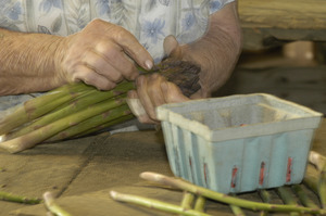 Hibbard Farm: close-up of a woman's hands while bunching asparagus