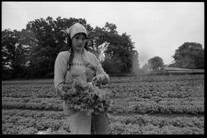 Lettuce pickers in the fields, probably western Massachusetts: young woman holding a just-picked head of lettuce