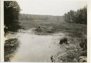 Pond off Marblehead Street, Harold Parker State Forest