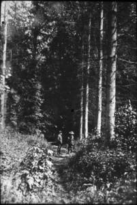 The Path in the Woods (1915-1919?)