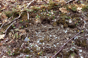 Yellow round-leaf violet (Viola rotundifolia) and lycopods (Diphasiastrum digitatum) on mound microtopography.