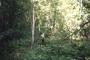 Taber Allison in the Birch Strips - strip 1.